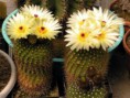 /album/fotogaleria-fotogaleria/notocactus-werdermannianus-v-brunispinus-2730-sa-p5210010-jpg/
